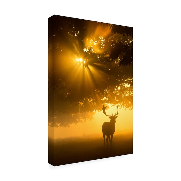 Kutub Uddin 'Mist On Tree Can'T Stop Sunshine' Canvas Art,12x19